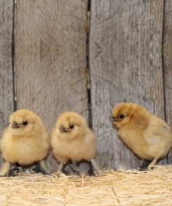 Buff Silkie Bantam